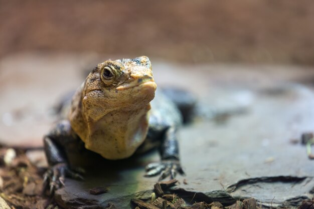 Foto iguana spinosa nera a terra