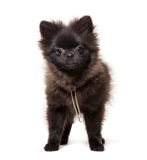 Black spitz dog isolated on white