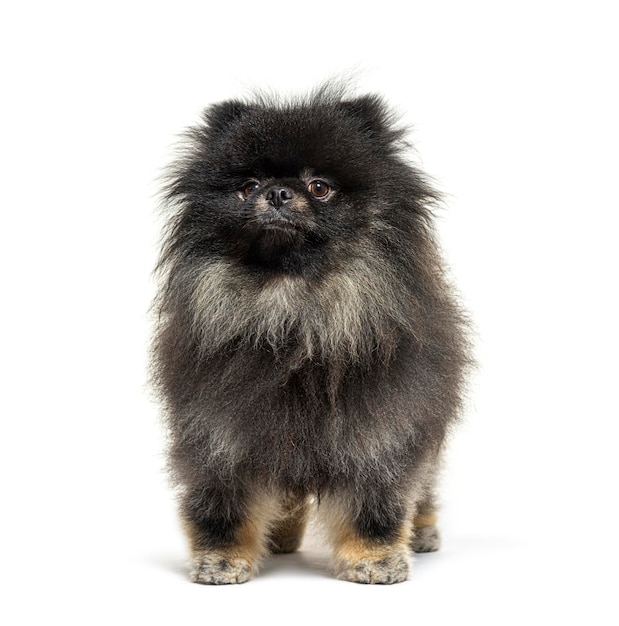 Black Spitz facing at the camera isolated on white