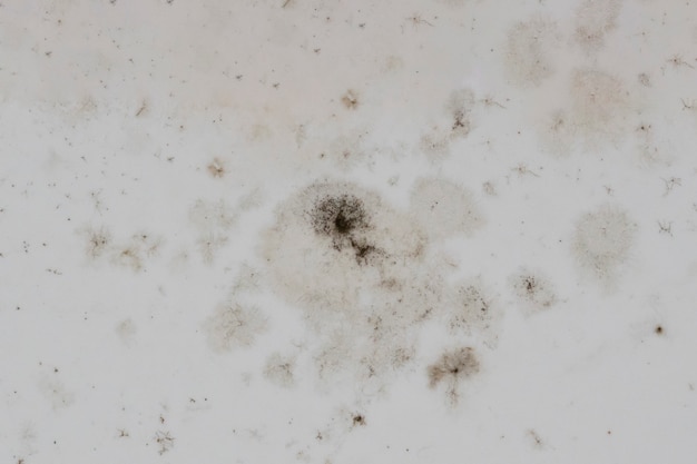 Black spots of mold and fungi  on the wall