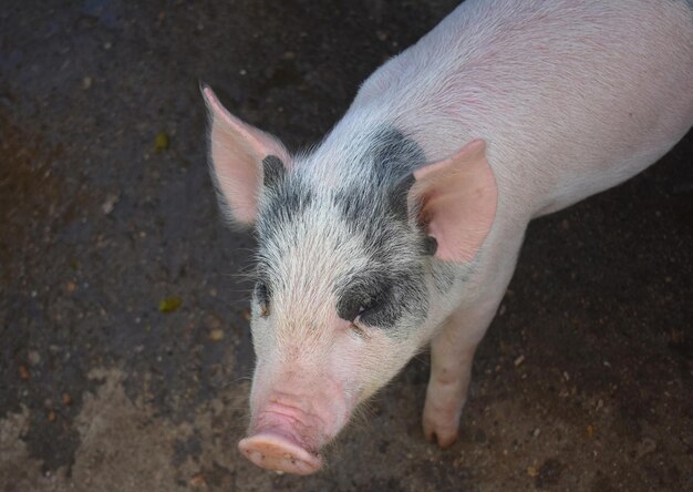 Black Spots on a Pink Piglet with White Hair