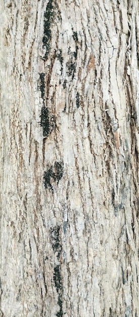 black spots on a tree trunk
