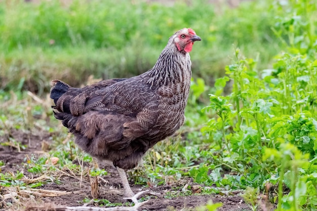 Black spotted hen in the garden among green grass