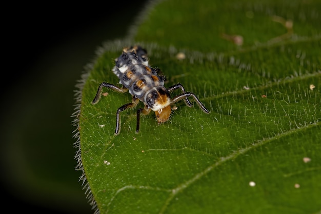 Black-spotted Lady Beetle Larve van het geslacht Eriopis