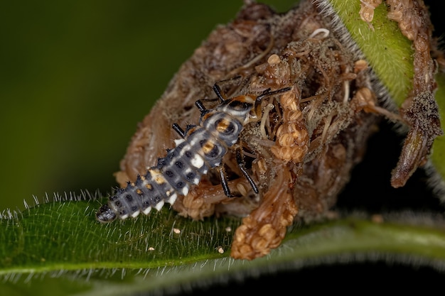 Black-spotted Lady Beetle Larve van het geslacht Eriopis