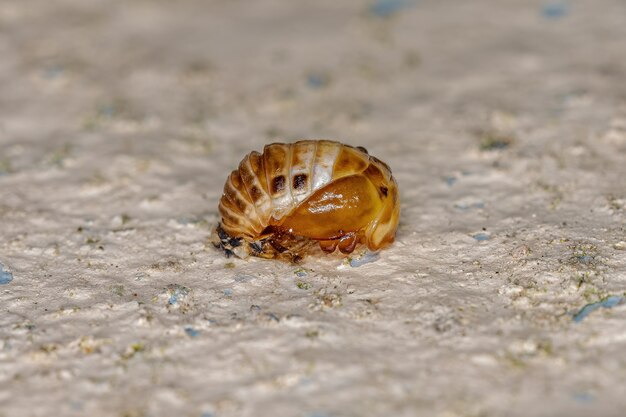 Black-spotted Lady Beetle Pupa Of The Genus Eriopis