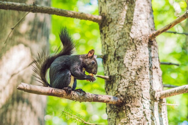 Photo black squirrel sits on a tree and eats.