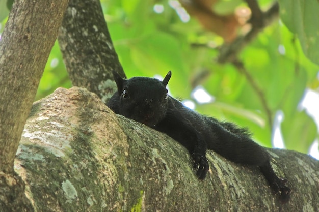 Photo a black squirrel on a tree branch