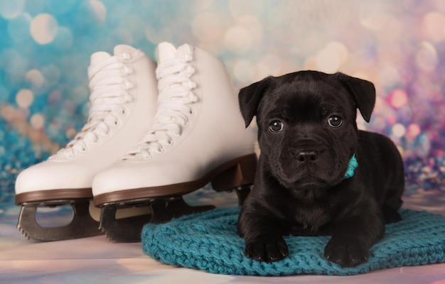 写真 ブラック・スタッフォードシャー・ブル・テリア・ドッグ (black staffordshire bull terrier dog) アムスタフ・パプピー (amstaff puppy) フィギュアスケート用の白いスケート