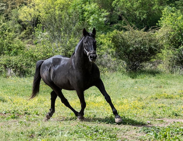 Black stallion in nature