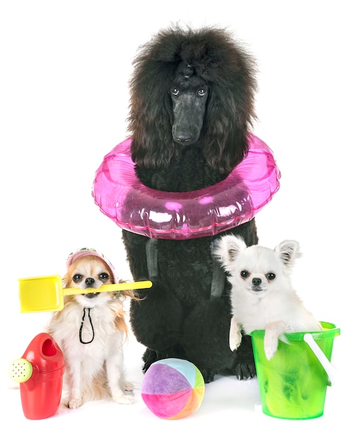 black standard poodle and chihuahuas