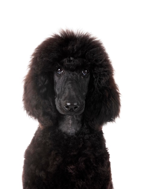 black standard poodle in front of white background