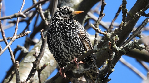 Black starling on a branch