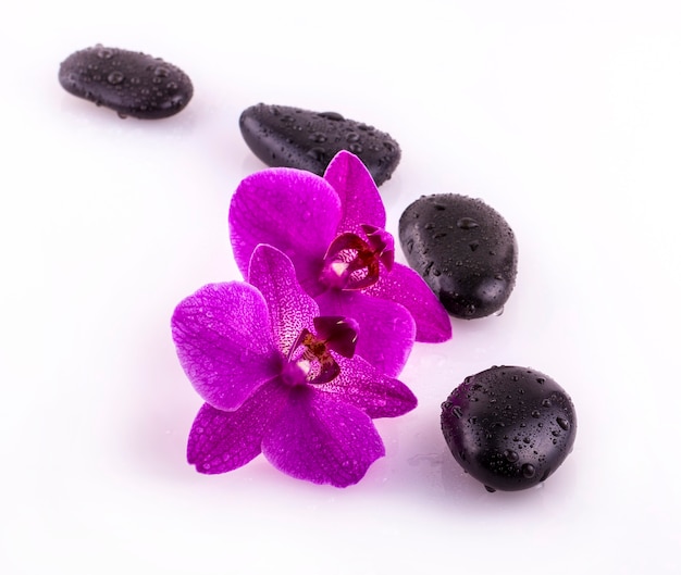 Black stones and orchid flower with drops