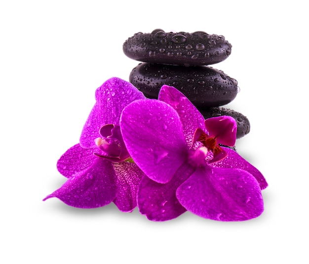 Black stones and orchid flower