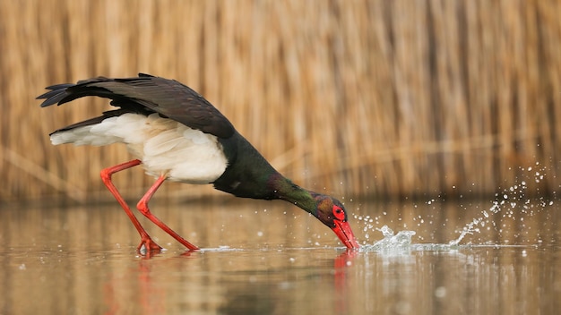 Black stork fishing in water next to reeds in autumn