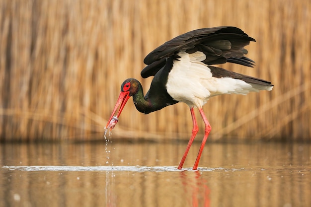 Black stork hunting in water in springtime nature