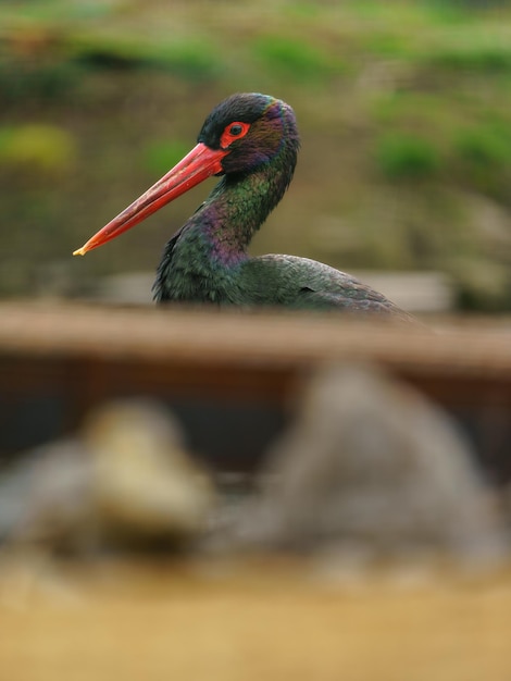 池の近くのコウノトリ