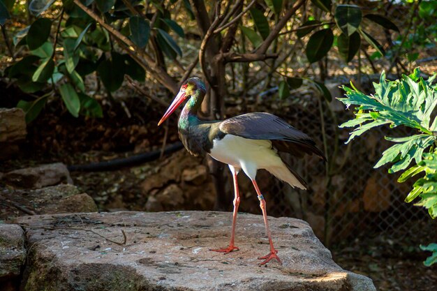 Black stork in the zoo in the forest