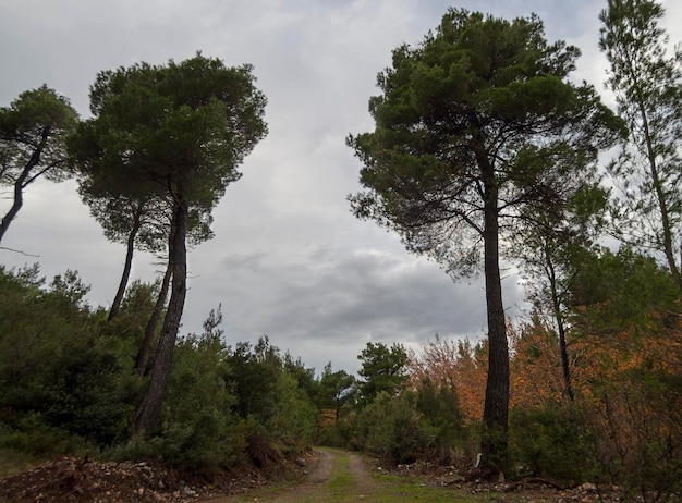 Black storm clouds on a sunny winter day in the forest and mountains on the Greek island Evia Greece