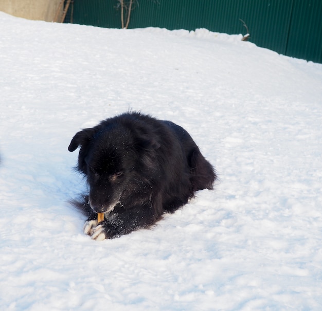 The black stray dog sitting on the street