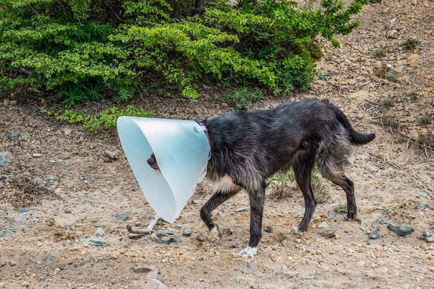 獣医の円錐形の黒い野良犬。