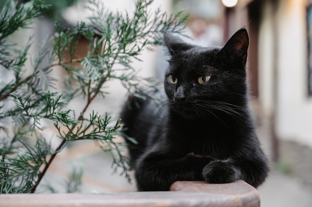 타일 위에 누워 있는 검은 거리 고양이. 구르주프 고양이.