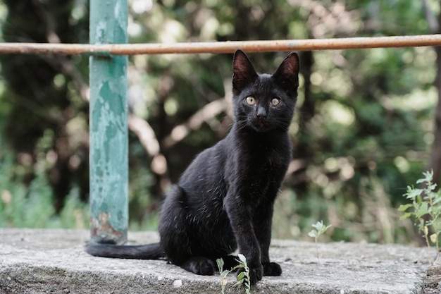 Un gatto di strada nero seduto su una piastrella gatti gurzuf