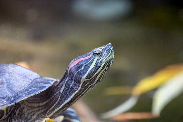 Black striped lizard looks up, close up_