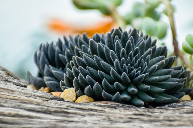 Black succulent growing on a tree