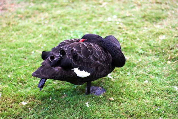 Black swan asleep on the green grass