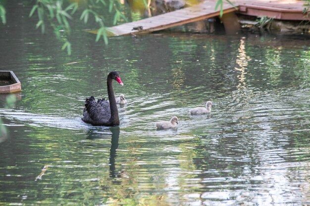 Black swan close-up swims in the lake.