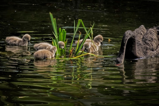 Black swan and cygnets swimming in lake