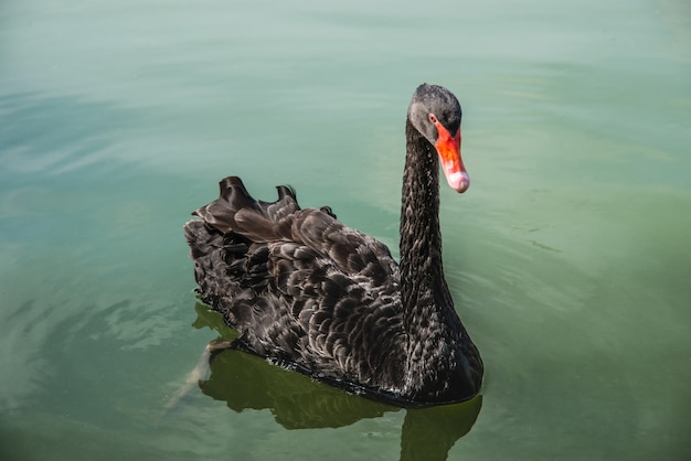 Black Swan floating on water on ponds. One beautiful black swan in fog in the nature.