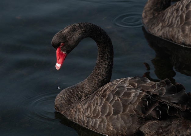 The black swan floats on the water on the lake.