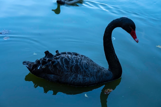 Black swan floats on the water