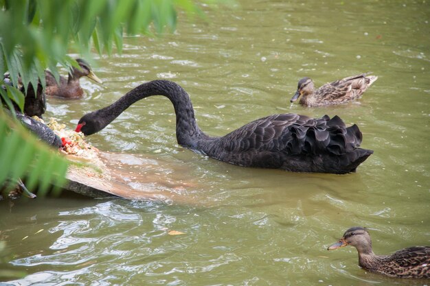 Black swan on a green lake