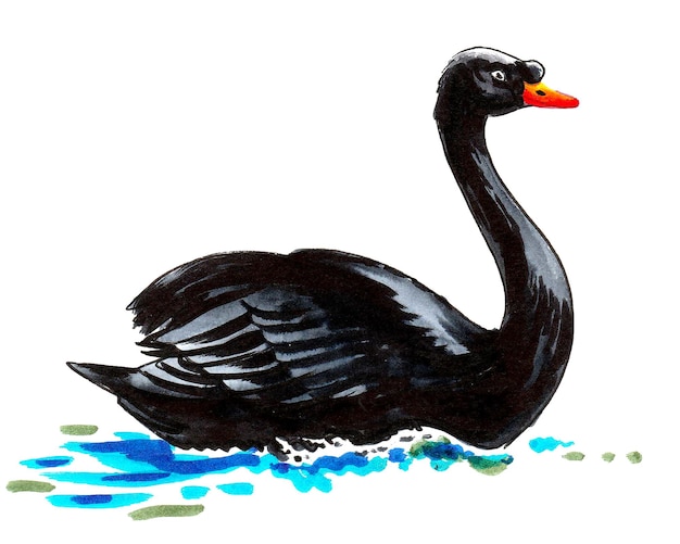 A black swan is swimming in the water Ink and watercolor drawing