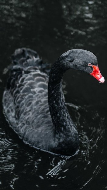 A black swan is swimming in the water.