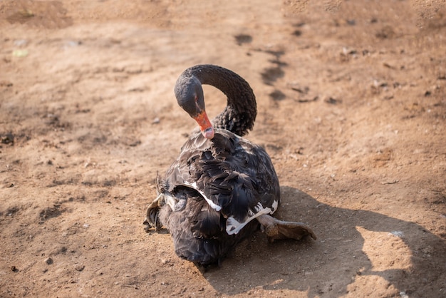 イスラマバードガーデンの黒い白鳥が休んで羽を掃除しています。