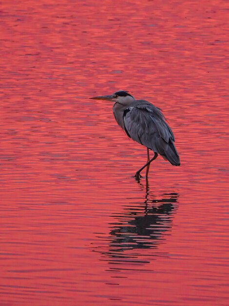 Photo black swan on a lake