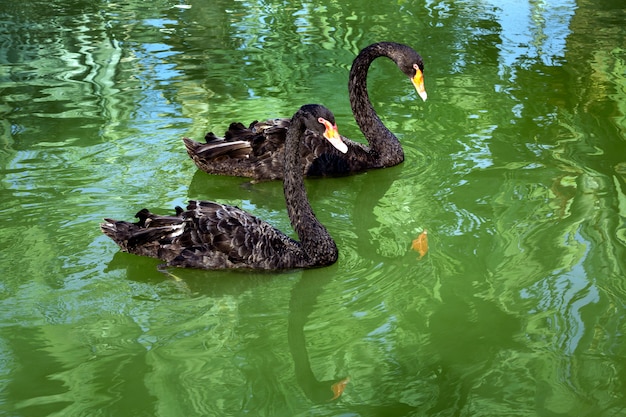 Black swan in the lake 