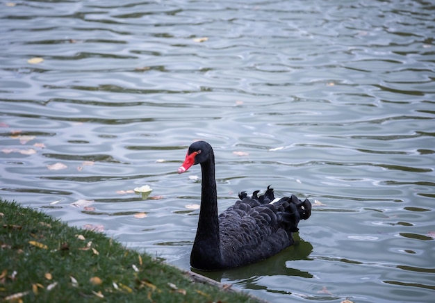 Black swan on the lake