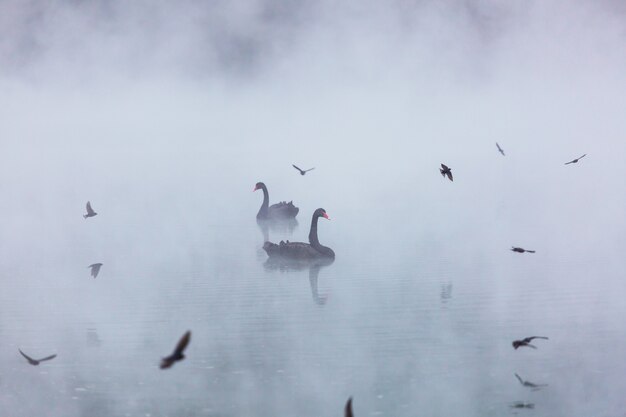 Black swan at the misty lake in New Zealand