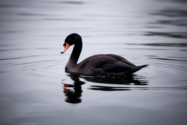 A black swan swimming on a calm lak