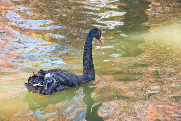Black swan swimming in green water of city pond