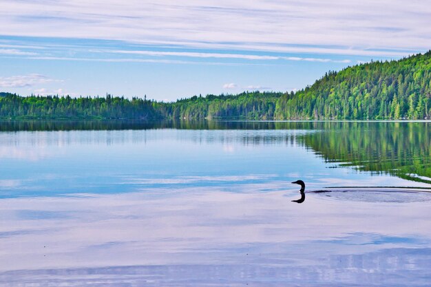 Photo black swan swimming in lake against sky