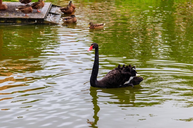 Black swan swimming on the lake surface