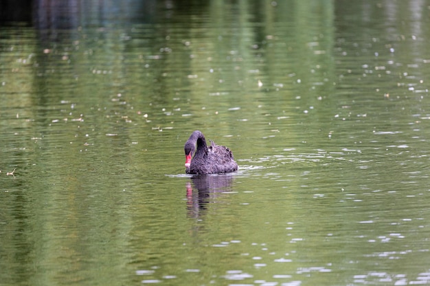 Photo black swan swimming in lake