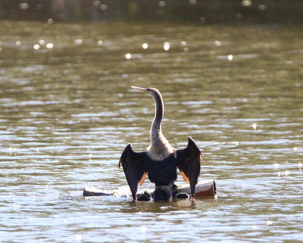 Foto il cigno nero che nuota nel lago